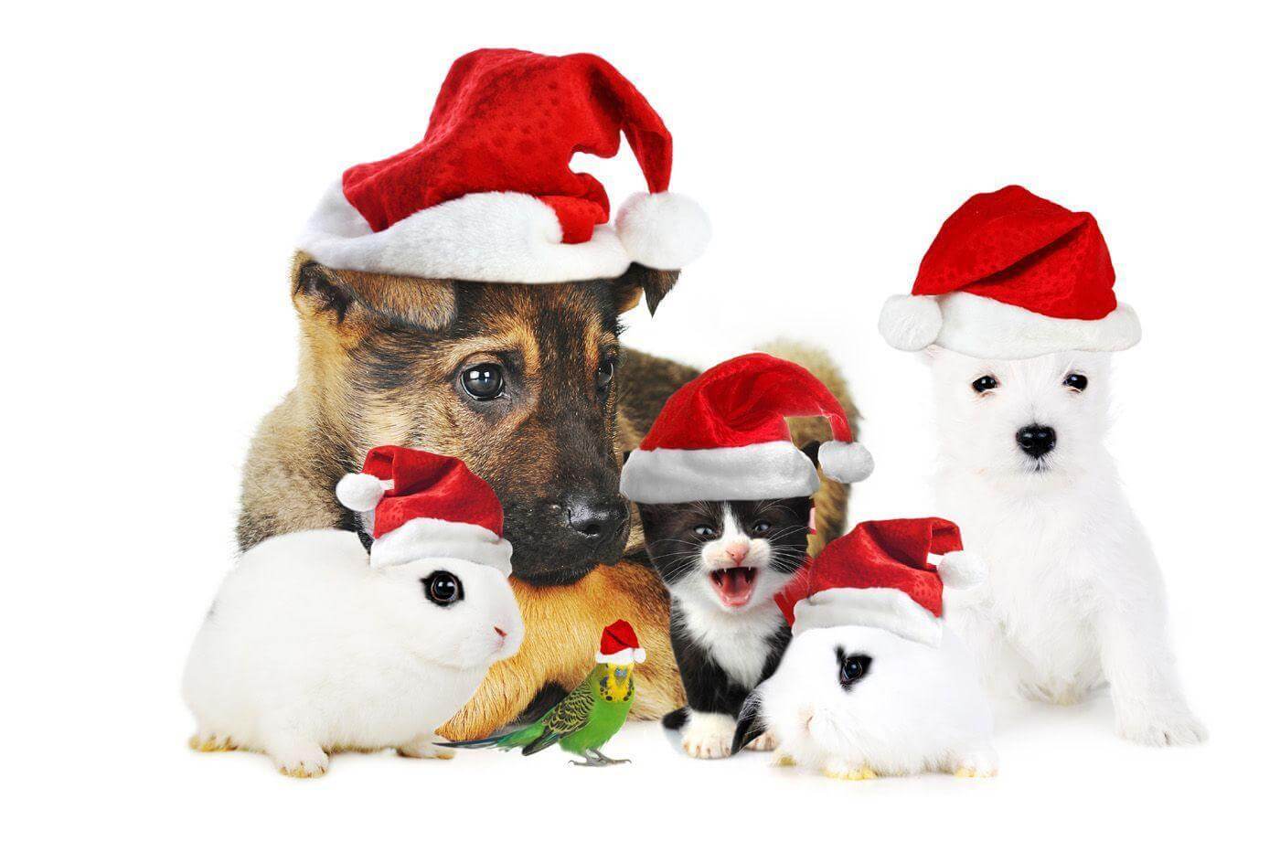 Christmas pet wallpaper